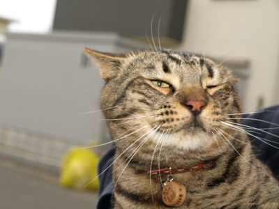 f:id:nekonohanashi:20120331084823j:image