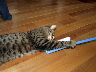 f:id:nekonohanashi:20120331102332j:image f:id:nekonohanashi:20120331102332j:image