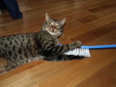 f:id:nekonohanashi:20120331102336j:image f:id:nekonohanashi:20120331102336j:image