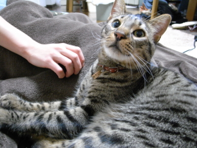 f:id:nekonohanashi:20120403183823j:image