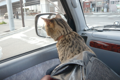 f:id:nekonohanashi:20120407172359j:image