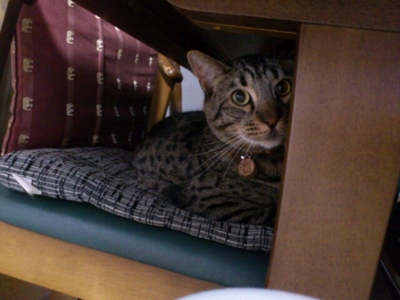 f:id:nekonohanashi:20120407232534j:image