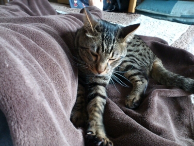 f:id:nekonohanashi:20120407232900j:image