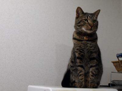 f:id:nekonohanashi:20120504190449j:image