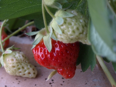 f:id:nekonohanashi:20120507175656j:image