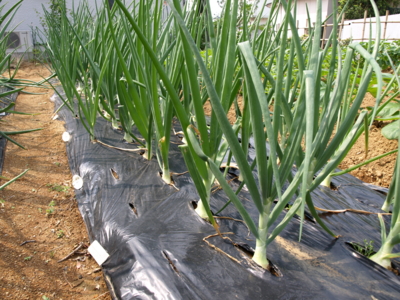 f:id:nekonohanashi:20120508085249j:image