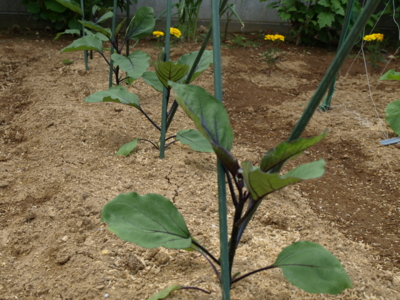 f:id:nekonohanashi:20120508085403j:image