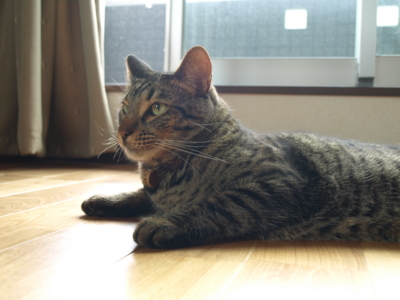 f:id:nekonohanashi:20120609100405j:image