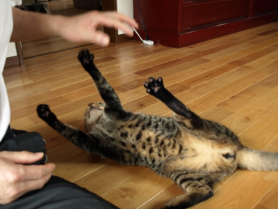 f:id:nekonohanashi:20120609100655j:image