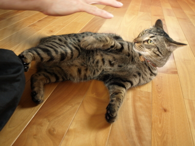 f:id:nekonohanashi:20120609100718j:image