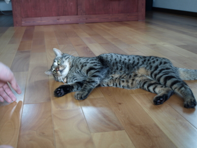 f:id:nekonohanashi:20120609100903j:image