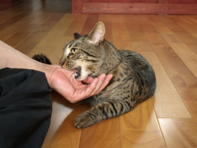 f:id:nekonohanashi:20120609100917j:image