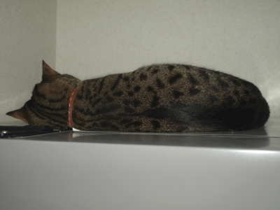 f:id:nekonohanashi:20120609200158j:image