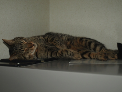 f:id:nekonohanashi:20120609204700j:image