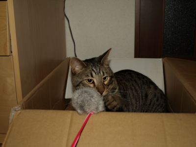 f:id:nekonohanashi:20120703185610j:image
