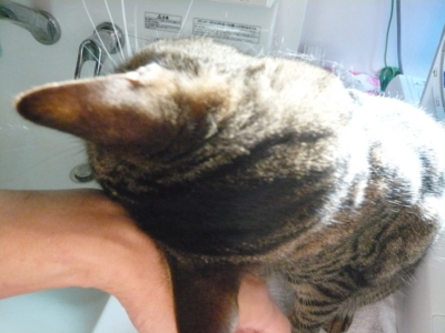 f:id:nekonohanashi:20120710061609j:image