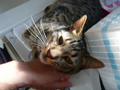 f:id:nekonohanashi:20120710061944j:image