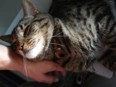 f:id:nekonohanashi:20120710065648p:image