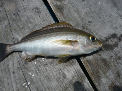 f:id:nekonohanashi:20120718112212j:image