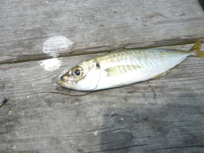 f:id:nekonohanashi:20120718112648j:image