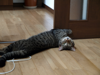 f:id:nekonohanashi:20120807061127j:image