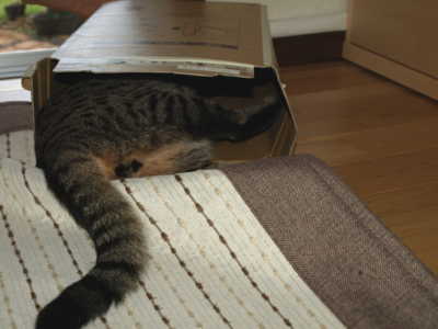 f:id:nekonohanashi:20120807070907j:image