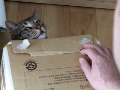 f:id:nekonohanashi:20120807071914j:image