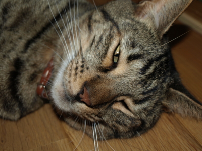 f:id:nekonohanashi:20120822104922j:image f:id:nekonohanashi:20120822104922j:image