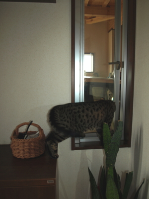 f:id:nekonohanashi:20120902110510j:image f:id:nekonohanashi:20120902110510j:image
