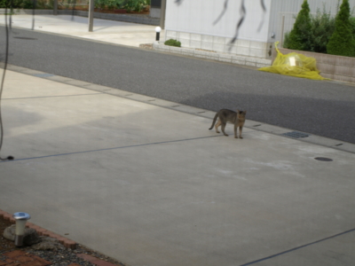 f:id:nekonohanashi:20120906080416j:image f:id:nekonohanashi:20120906080416j:image