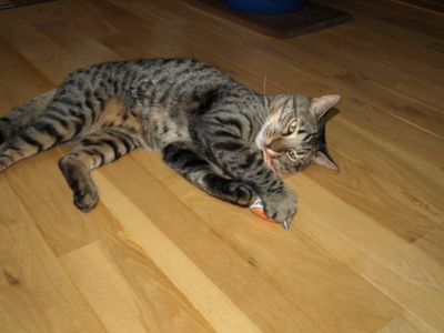 f:id:nekonohanashi:20120920104536j:image