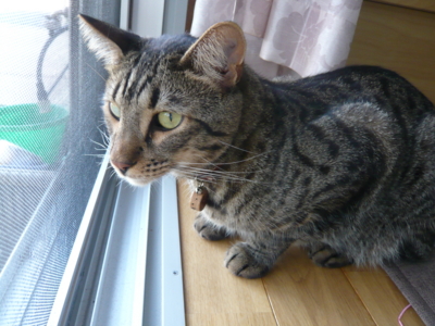 f:id:nekonohanashi:20120930083506j:image f:id:nekonohanashi:20120930083506j:image
