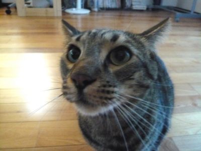 f:id:nekonohanashi:20121001083727j:image f:id:nekonohanashi:20121001083727j:image