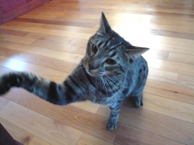 f:id:nekonohanashi:20121001083813j:image f:id:nekonohanashi:20121001083813j:image