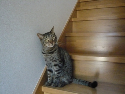 f:id:nekonohanashi:20121001092041j:image f:id:nekonohanashi:20121001092041j:image
