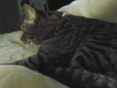 f:id:nekonohanashi:20121002232754j:image