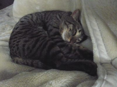 f:id:nekonohanashi:20121002234057j:image