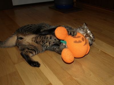 f:id:nekonohanashi:20121007215808j:image