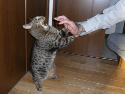 f:id:nekonohanashi:20121019160113j:image