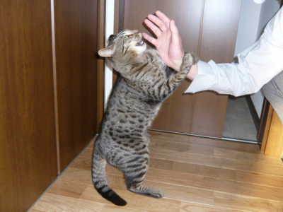 f:id:nekonohanashi:20121019160123j:image