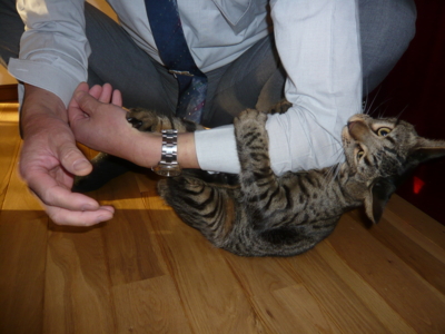 f:id:nekonohanashi:20121019160651j:image