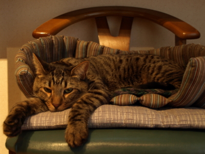 f:id:nekonohanashi:20121106115711j:image