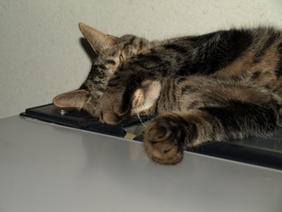 f:id:nekonohanashi:20121108185829j:image