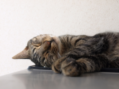 f:id:nekonohanashi:20121108190552j:image