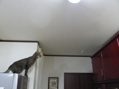 f:id:nekonohanashi:20121113172317j:image