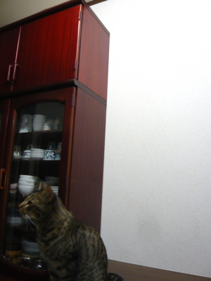 f:id:nekonohanashi:20121122202325j:image