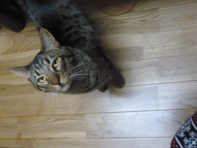f:id:nekonohanashi:20121129105343j:image f:id:nekonohanashi:20121129105343j:image