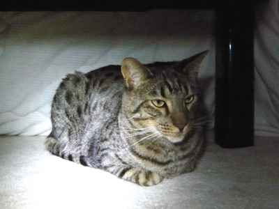 f:id:nekonohanashi:20121129204001j:image f:id:nekonohanashi:20121129204001j:image