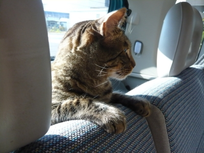 f:id:nekonohanashi:20121209140044j:image