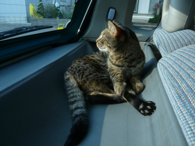 f:id:nekonohanashi:20121209140116j:image